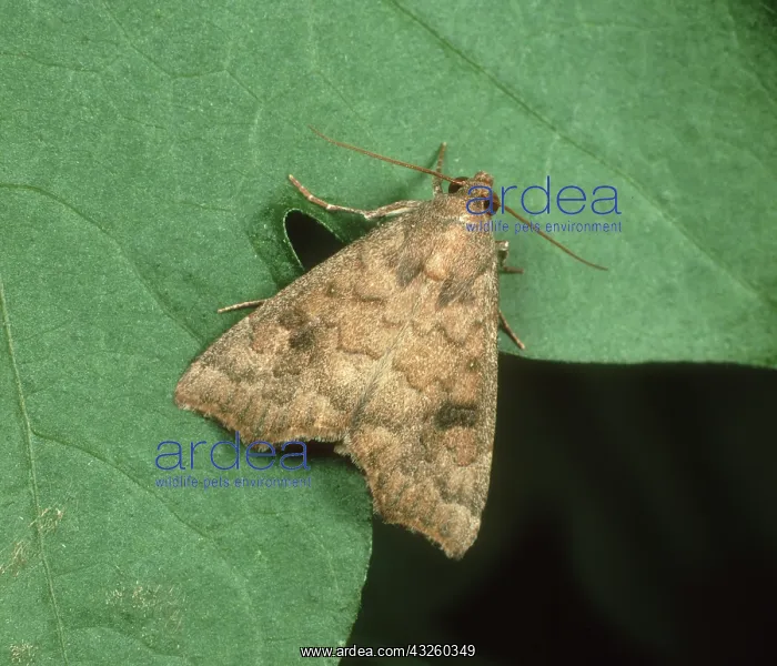 : Cotton semi-looper Moth : Cotton semi-looper Moth