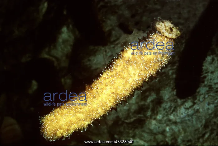: Cotton spinner SEA CUCUMBER : Cotton spinner SEA CUCUMBER