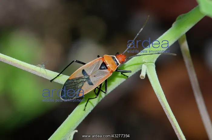 : Cotton Stainer Bug on stem - West Bali National Park, near M : Cotton Stainer Bug on stem - West Bali National Park, near M