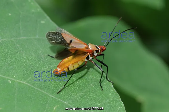 : Cotton Stainer Bug taking off - West Bali National Park, nea : Cotton Stainer Bug taking off - West Bali National Park, nea