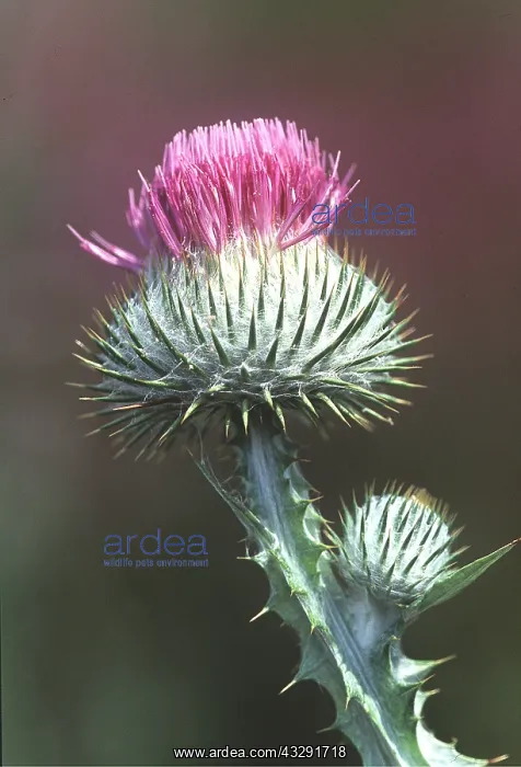 : COTTON THISTLE - close-up of flower : COTTON THISTLE - close-up of flower