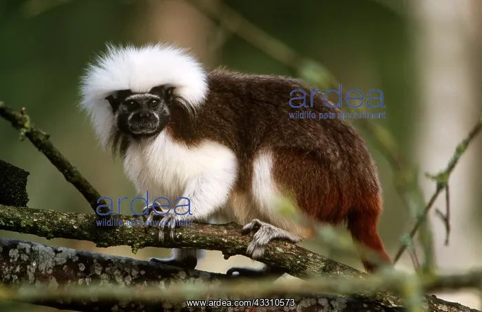 : Cotton-Top / Cotton-head TAMARIN - in tree : Cotton-Top / Cotton-head TAMARIN - in tree