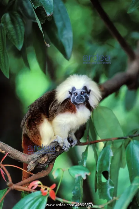 : Cotton-top Tamarin : Cotton-top Tamarin