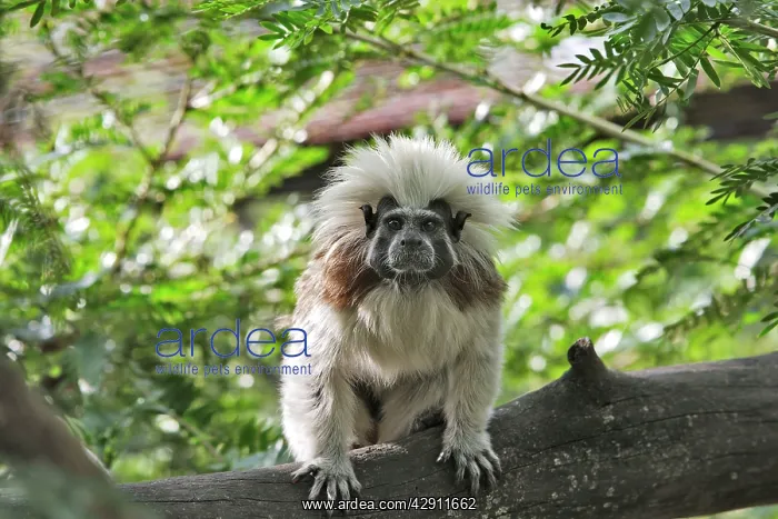 : Cotton-top Tamarin : Cotton-top Tamarin