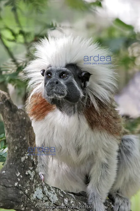 : Cotton-top Tamarin : Cotton-top Tamarin