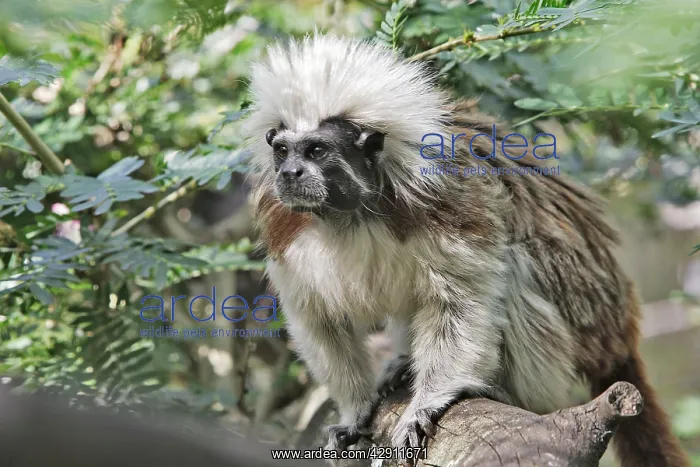 : Cotton-top Tamarin : Cotton-top Tamarin