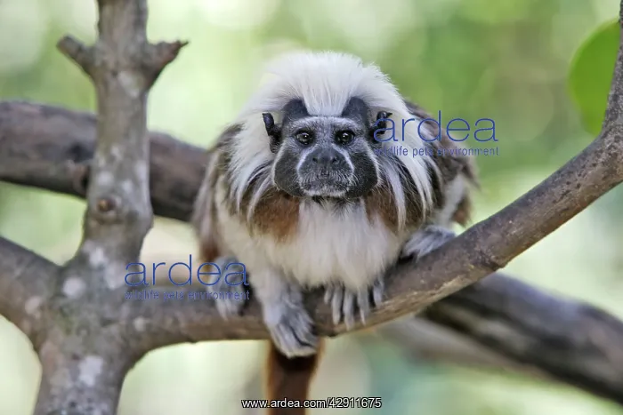 : Cotton-top Tamarin : Cotton-top Tamarin