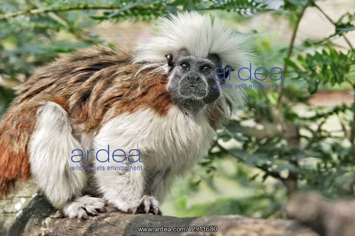 : Cotton-top Tamarin : Cotton-top Tamarin