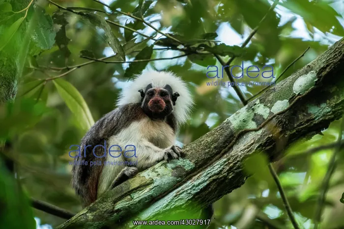: Cotton-top Tamarin, red face from nectar of flower : Cotton-top Tamarin, red face from nectar of flower