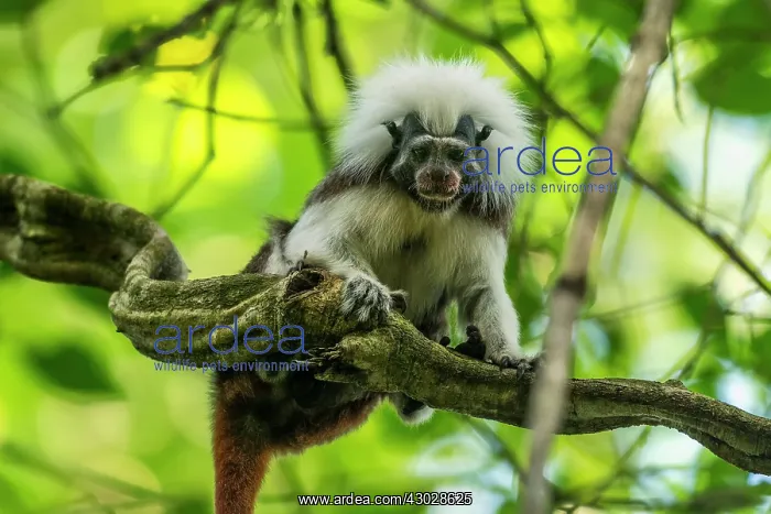 : Cotton-top Tamarin, red face from nectar of flower : Cotton-top Tamarin, red face from nectar of flower