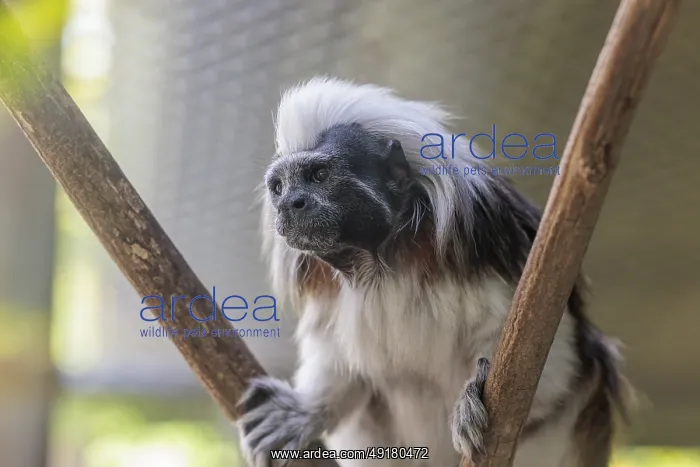 : Cotton-top tamarin (Saguinus oedipus) at the Chattanooga Zoo in Chattanooga : Cotton-top tamarin (Saguinus oedipus) at the Chattanooga Zoo in Chattanooga