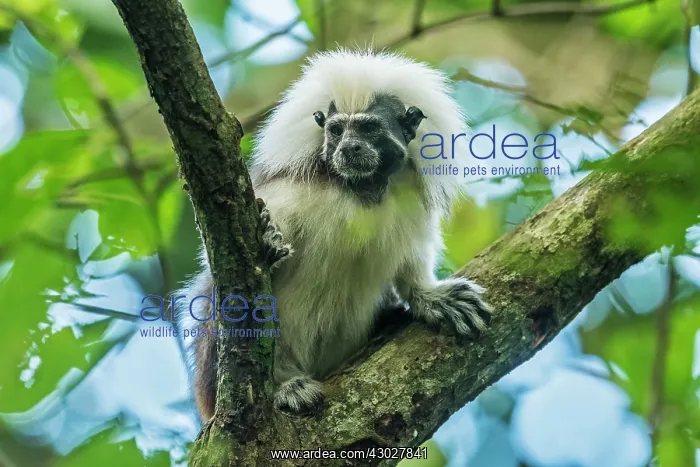  : Cotton-top Tamarin, Tayrona National Park, Colombia