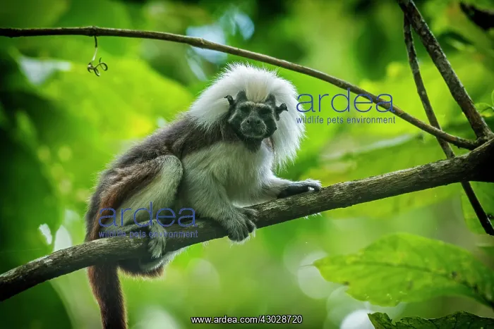  : Cotton-top Tamarin, Tayrona National Park, Colombia