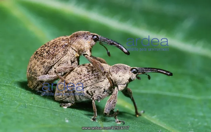 : Cotton Weevil - pair mating : Cotton Weevil - pair mating