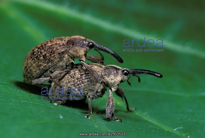 : Cotton Weevil - pair mating : Cotton Weevil - pair mating