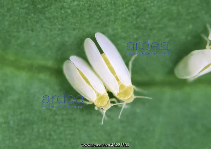 : Cotton Whiteflies : Cotton Whiteflies