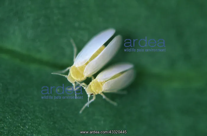 : Cotton whitefly : Cotton whitefly