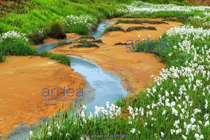 : Cottongrass (Eriophorum) in geothermal area, mineral : Cottongrass (Eriophorum) in geothermal area, mineral