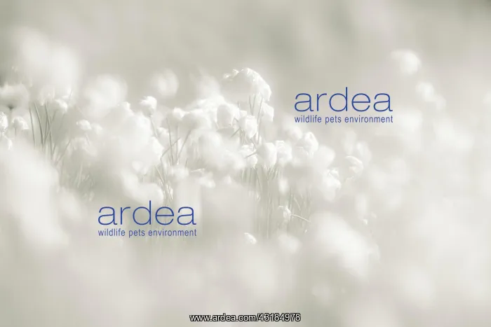 : Cottongrass (Eriophorum) meadow, Sellrain, Innsbruck : Cottongrass (Eriophorum) meadow, Sellrain, Innsbruck