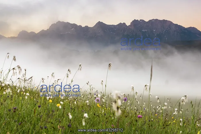 : Cottongrass (Eriophorum) in mountain meadow with : Cottongrass (Eriophorum) in mountain meadow with