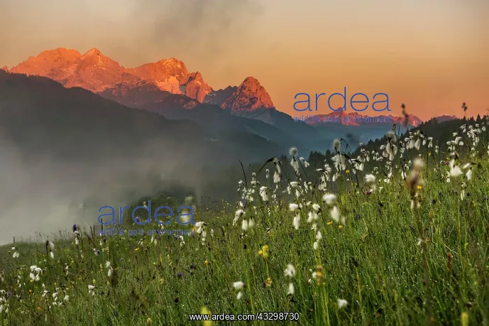 : Cottongrass (Eriophorum) in mountain meadow with : Cottongrass (Eriophorum) in mountain meadow with