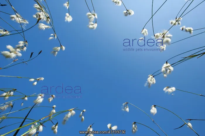 : Cottongrass (Eriophorum), Swiss mountains : Cottongrass (Eriophorum), Swiss mountains