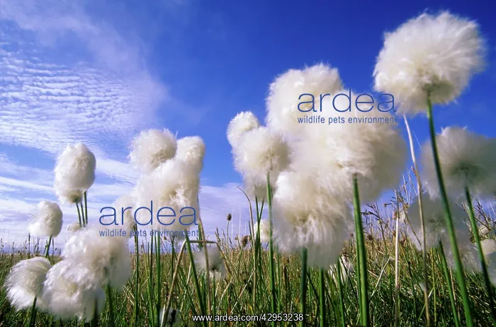  : Cottongrass sp. a very typical plant in marshes