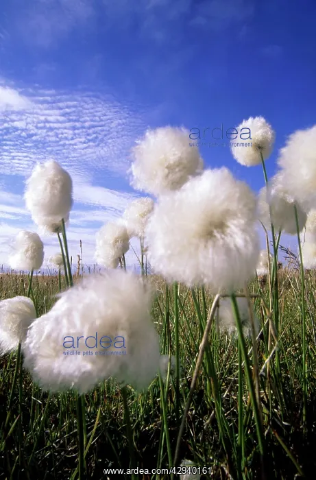 : Cottongrass sp. - a very typical plant in marshes of tundra : Cottongrass sp. - a very typical plant in marshes of tundra