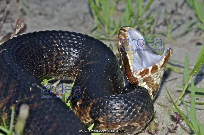 : Cottonmouth : Cottonmouth