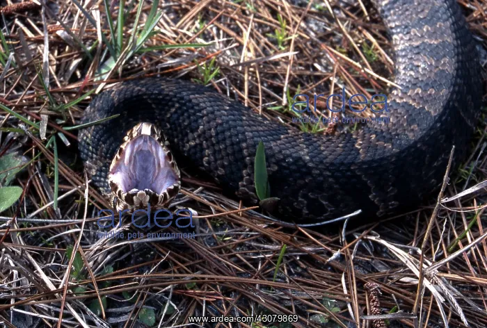 : Cottonmouth : Cottonmouth