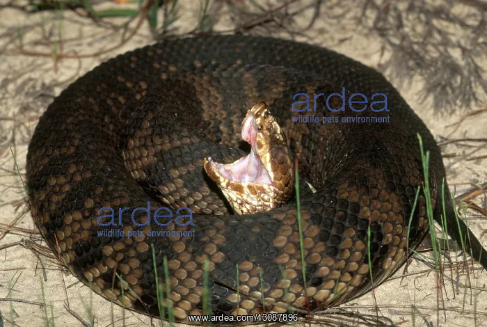 : Cottonmouth : Cottonmouth