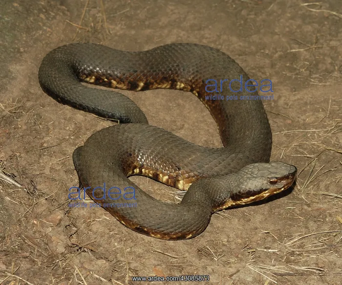 : Cottonmouth (Agkistrodon piscivorus) : Cottonmouth (Agkistrodon piscivorus)