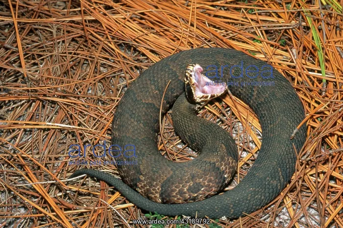 : Cottonmouth Gaping : Cottonmouth Gaping