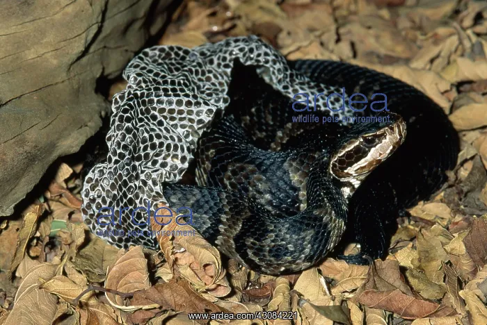 : Cottonmouth Shedding : Cottonmouth Shedding