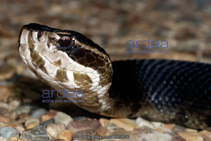 : Cottonmouth Snake : Cottonmouth Snake