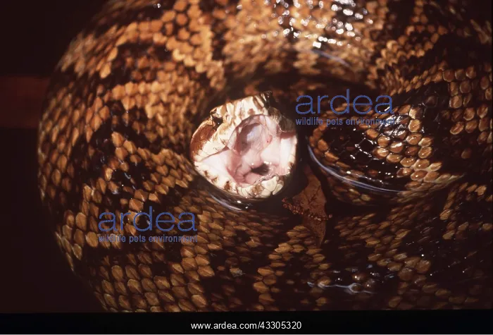  : COTTONMOUTH SNAKE - Defensive display, close up