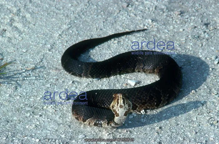 : Cottonmouth Threat Display : Cottonmouth Threat Display
