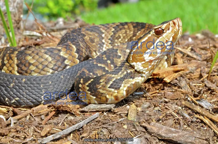 : Cottonmouth, or Water Moccasin : Cottonmouth, or Water Moccasin