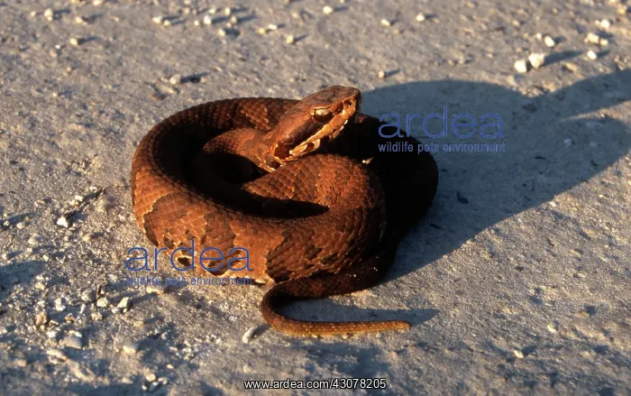 : Cottonmouth Water Moccasin : Cottonmouth Water Moccasin