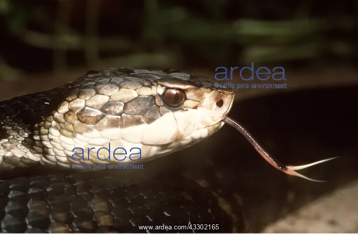 : COTTONMOUTH / WATER MOCCASIN SNAKE - C / U head & tongue : COTTONMOUTH / WATER MOCCASIN SNAKE - C / U head & tongue