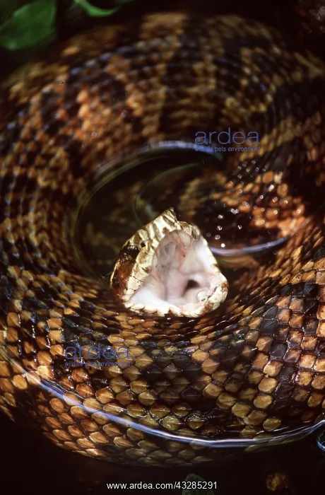 : Cottonmouth Water Moccasin SNAKE - defensive display : Cottonmouth Water Moccasin SNAKE - defensive display