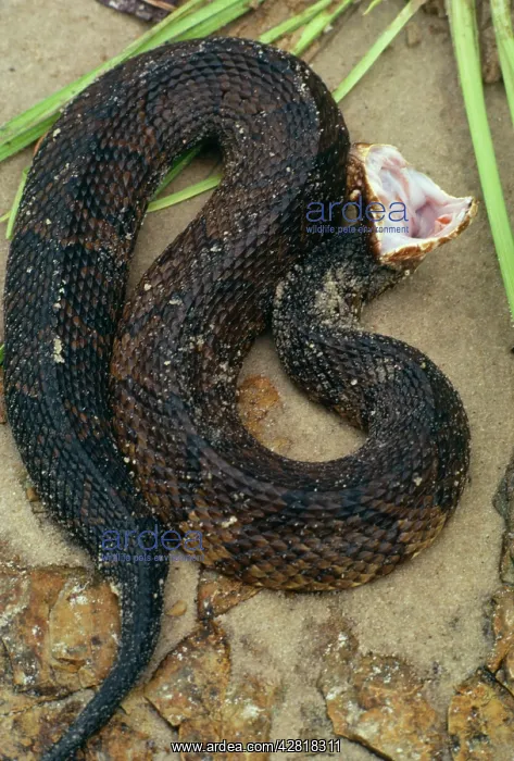 : Cottonmouth / Water Moccasin Snake - Feigning death : Cottonmouth / Water Moccasin Snake - Feigning death