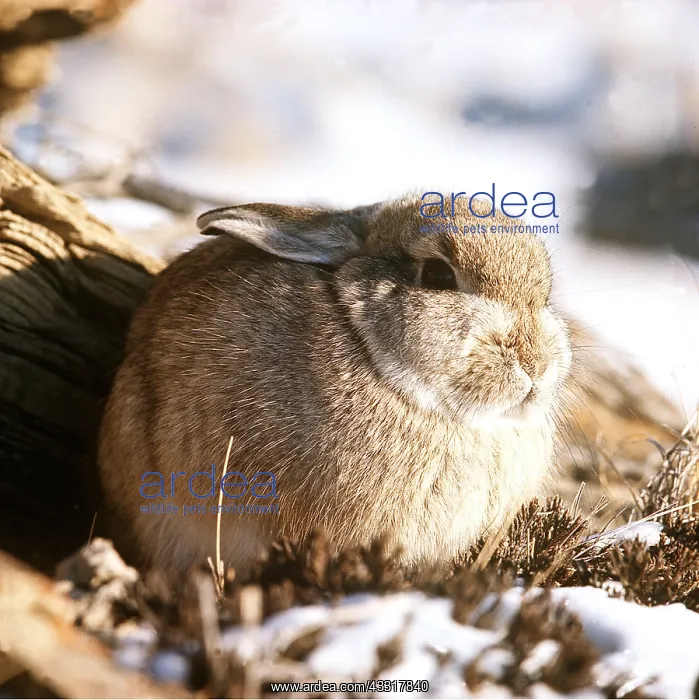 : Cottontail Rabbit : Cottontail Rabbit