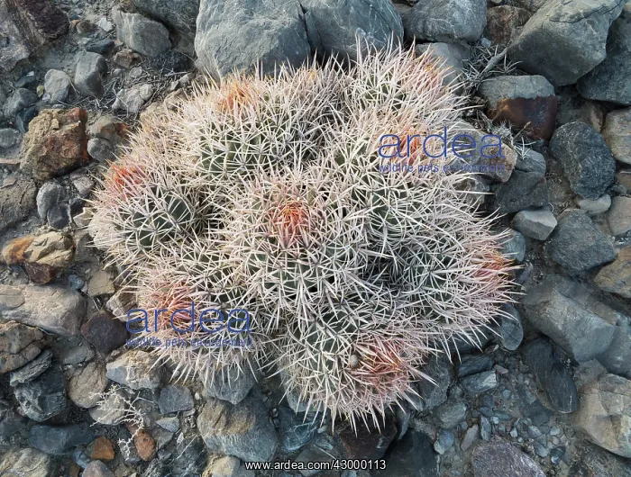 : Cottontop Barrel Cactus : Cottontop Barrel Cactus