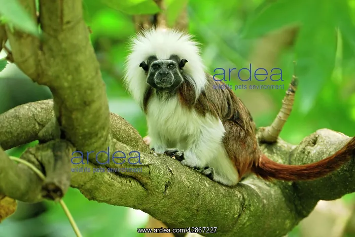 : Cottontop Tamarin / PinchA Tamarin : Cottontop Tamarin / PinchA Tamarin
