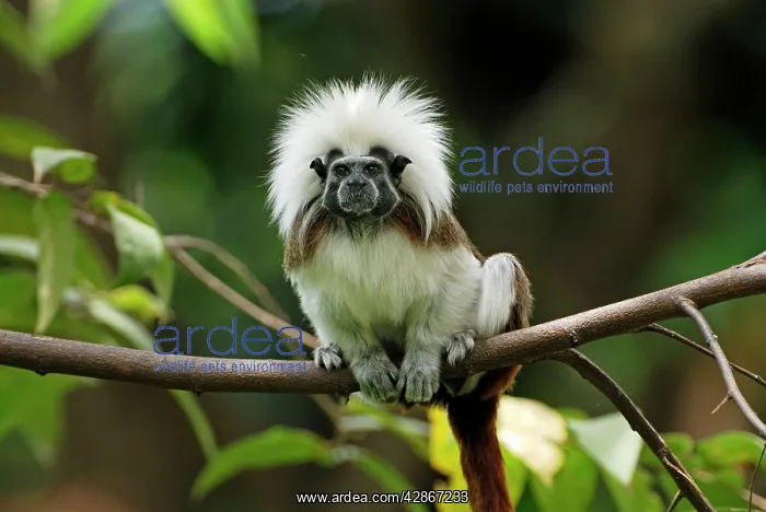 : Cottontop Tamarin / PinchA Tamarin : Cottontop Tamarin / PinchA Tamarin