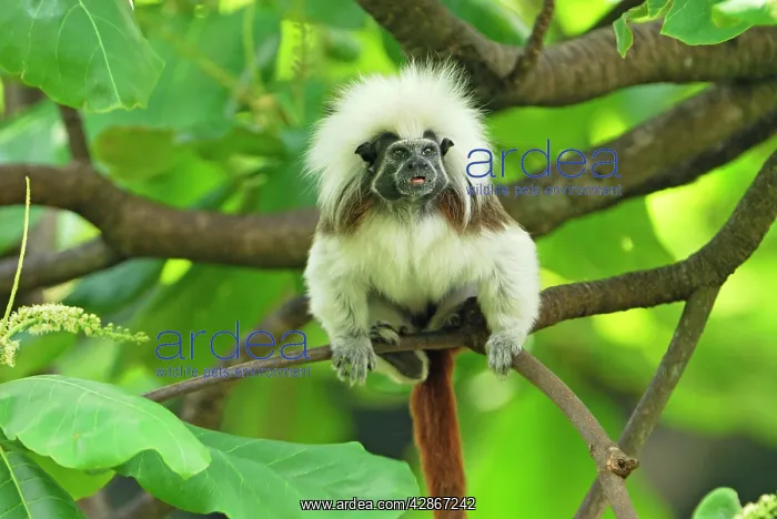 : Cottontop Tamarin / PinchA Tamarin : Cottontop Tamarin / PinchA Tamarin