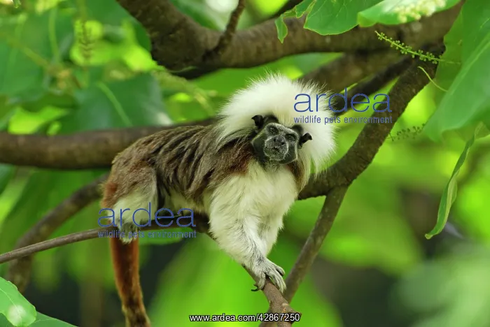 : Cottontop Tamarin / PinchA Tamarin : Cottontop Tamarin / PinchA Tamarin