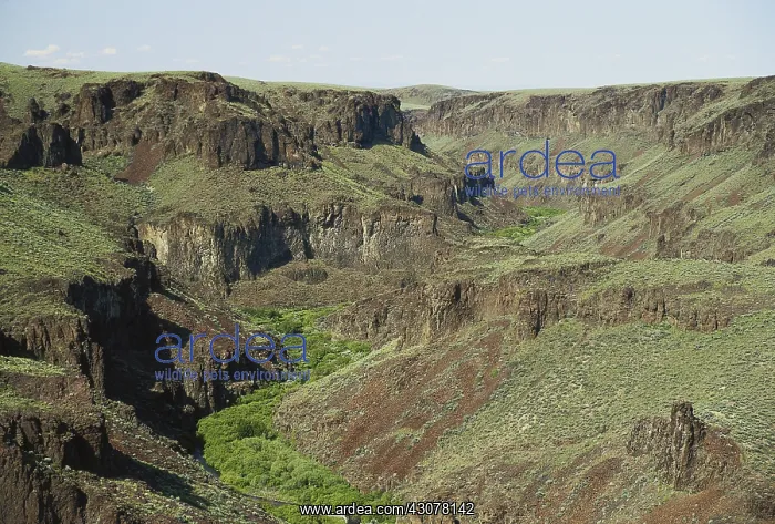 : Cottonwood Creek, Idaho : Cottonwood Creek, Idaho