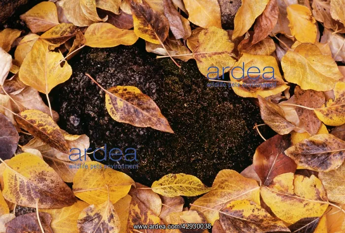 : COTTONWOOD TREE LEAVES - Autumn : COTTONWOOD TREE LEAVES - Autumn